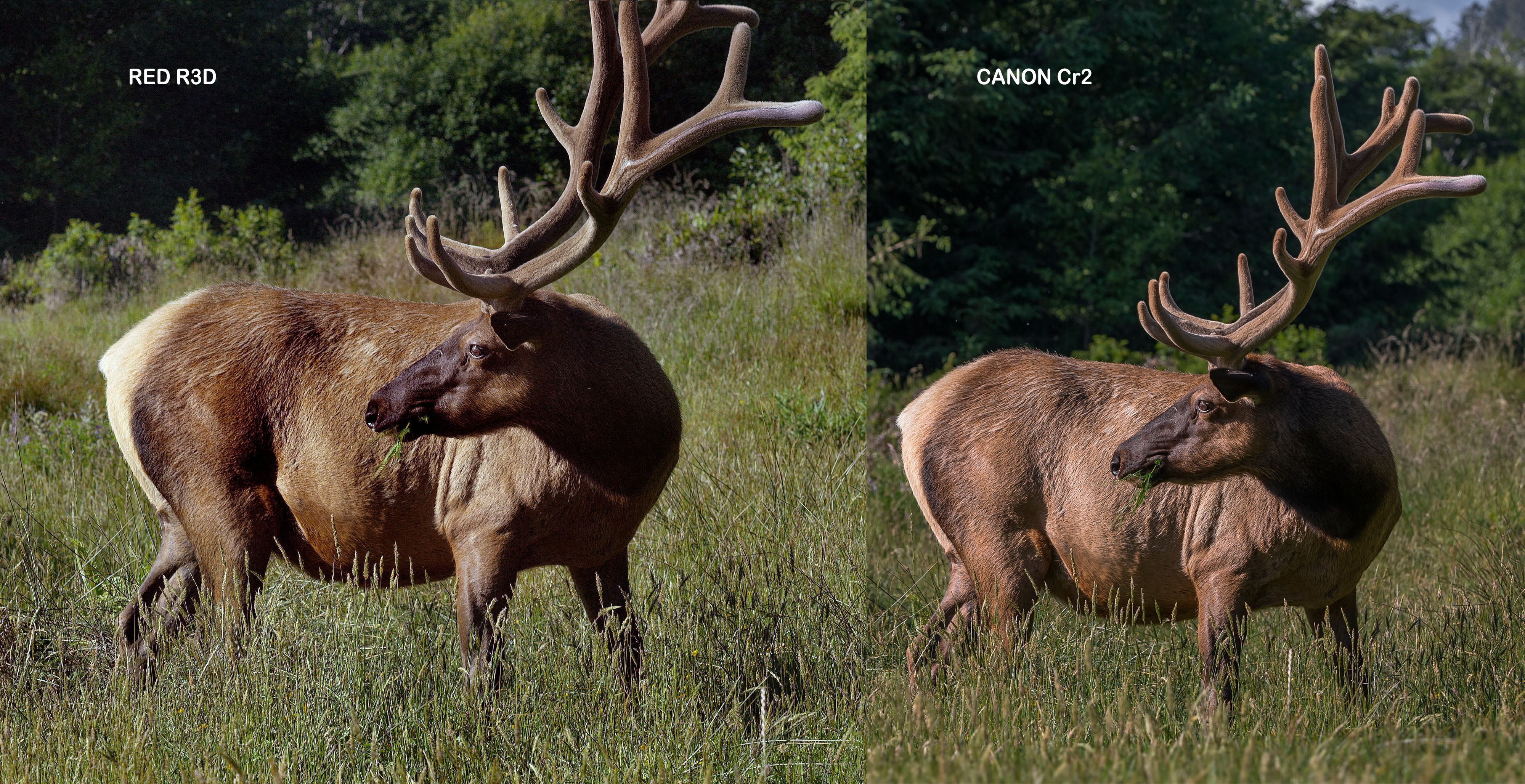 deer%20grade.jpg
